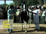 Indian Horse show at the Pushkar mela