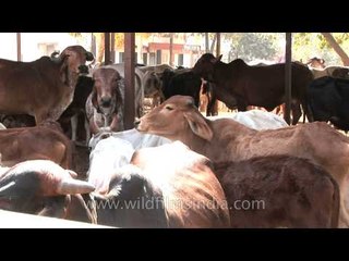 Cows at a stable in Nagpur supply medicine???