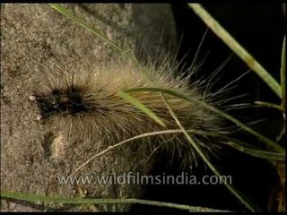 Caterpillar oh so hairy!