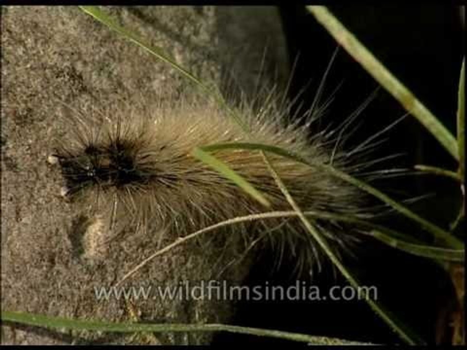 Caterpillar oh so hairy!
