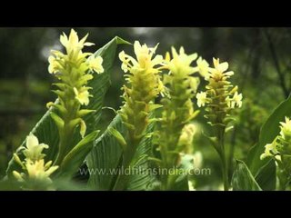 Chavar or Indian Arrowroot from the Kas Plateau