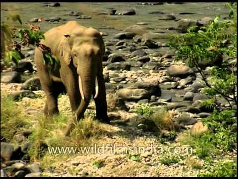 Largest terrestrial mammal - Elephant
