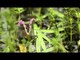 Aponogeton satarensis - Rare aquatic plant, Kaas Plateau