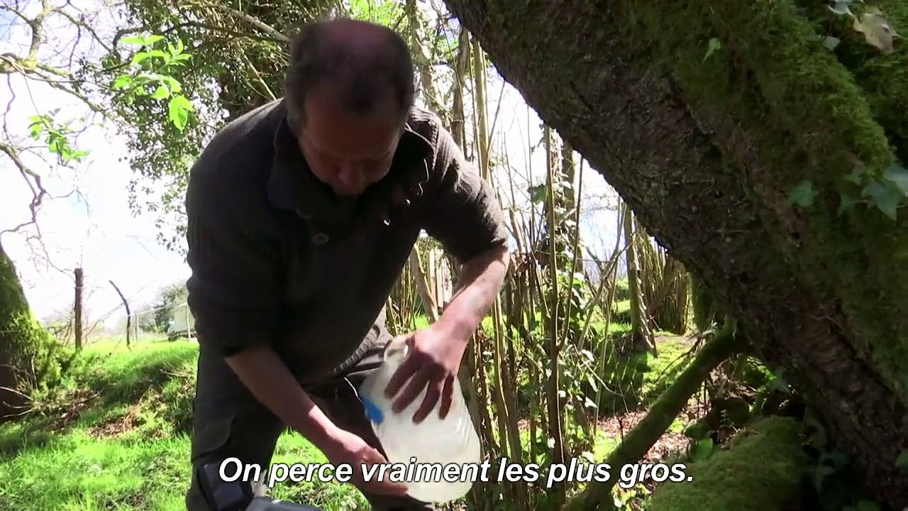 La sève de bouleau, une filière d'avenir pour les arboriculteurs