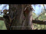 Pied Woodpecker approaches its nest hole in a cypress tree