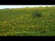 Smithia hirsuta carpet: Kaas valley of flowers