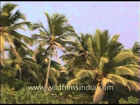 Fruit bearing coconut palms along Goan coastline