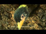 Himalayan Barbet chick waits to be fed, at its nest-hole