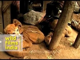 Dogs and dog meat for sale in an Asian market