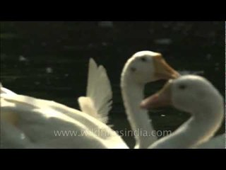 Geese upending to gather feed from pond