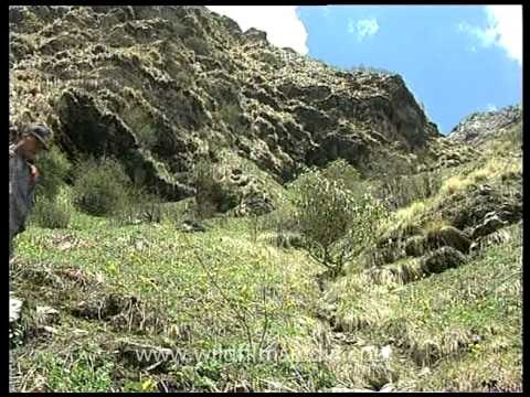 Trekkers spot 23 Monal pheasants on the way to Darwa Top, from Dodital