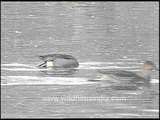 Coots swimming in open water, Keoladeo Ghana National Park