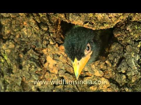 Himalayan Barbet chick checks out whats outside the nest hole!
