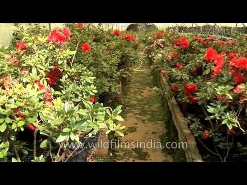 Azaleas growing in the eastern Himalaya