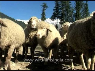 Baa baa white sheep they have much wool!