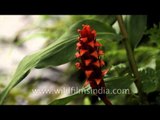 Wild ginger (Zingiber capitatum) flower in Kas Plateau