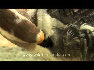 Domestic Geese at Delhi Zoo - self grooming??