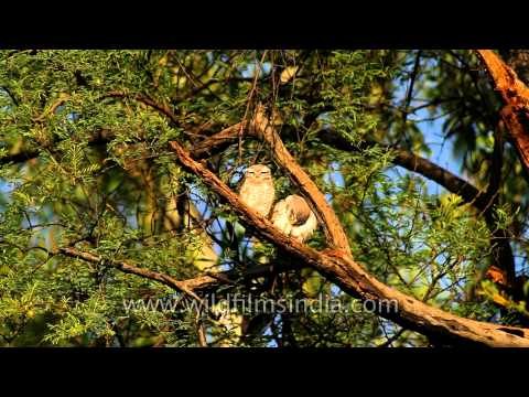 Spotted Owlet (Athene brama) in India
