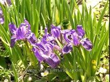 Iris kemaonensis or Kumaon Iris growing near Kuari Pass