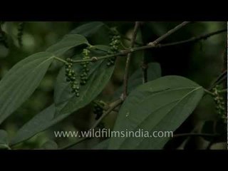 Tropical black Pepper of Kerala