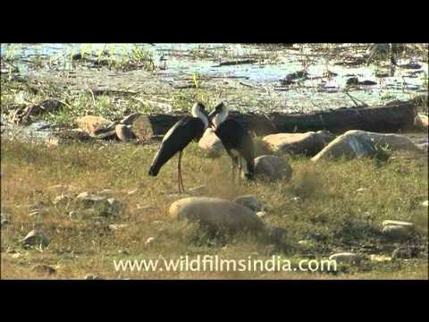 Cute Alert! Lovey dovey White-necked Bishop storks romancing near a pond