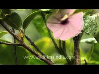 Flowers of a different kind - Kaas plateau of flowers