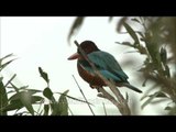 White-breasted Kingfisher of Bhandhavgarh National Park