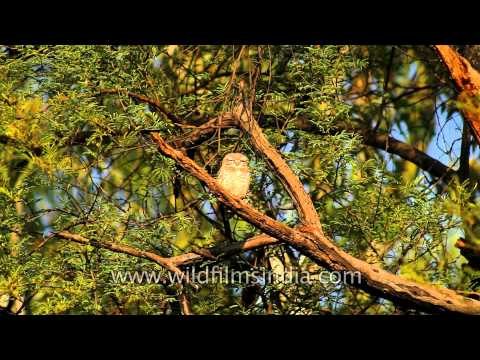 Pair of spotted owlet (Athene brama) in Bharatpur bird sanctuary