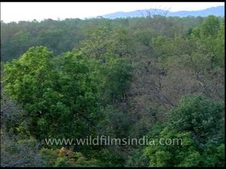 Teak trees in Uttarakhand