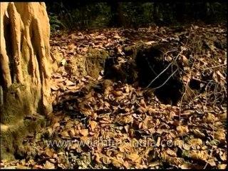 Jim Corbett National Park - Uttarakhand