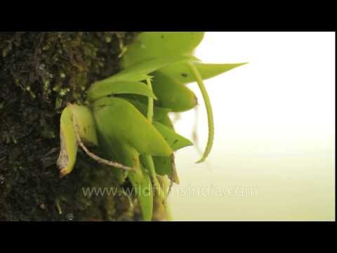 Falconer's Oberonia - Wild orchids of Kas Plateau