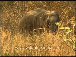 Elephants - the world's largest land mammals