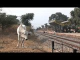 Piggy on the railway track? Nope, beef on tracks!