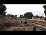 Railway tracks- Orchha