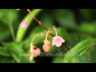 Wild Begonia growing in the Western Ghats hills, Kas Plateau