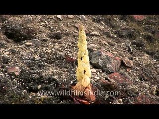 Rheum nobile in Sikkim