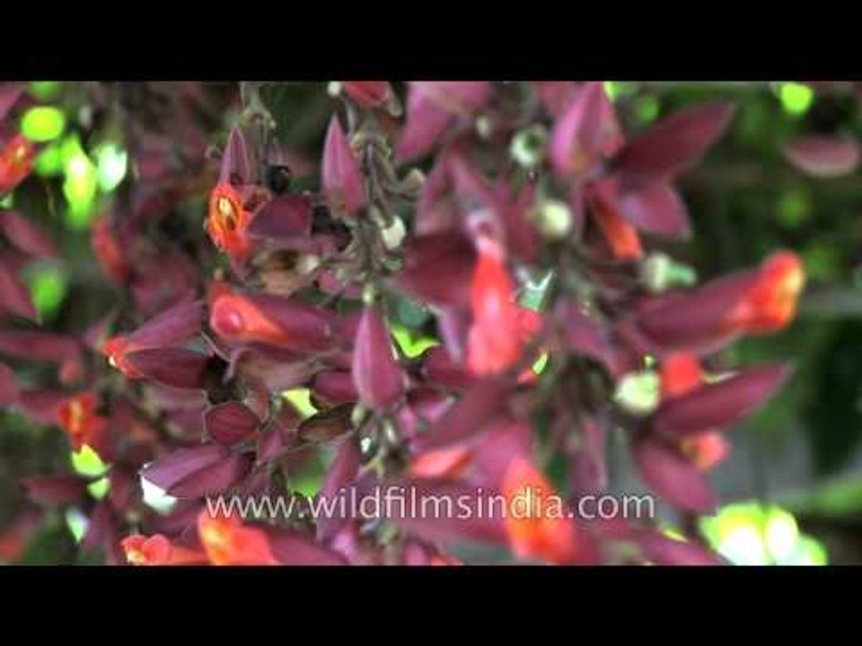 Thunbergia coccinea creeper flowering in Sikkim