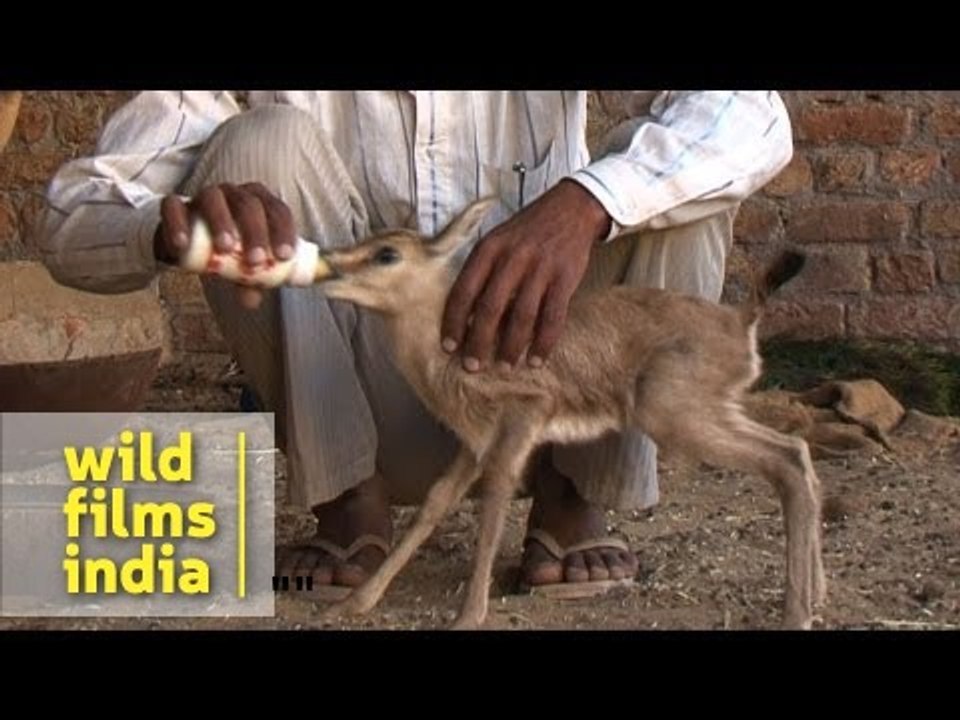 Bishnois of Rajasthan: The original conservationists