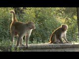 Idleness is sort of a boon for monkeys in Delhi!