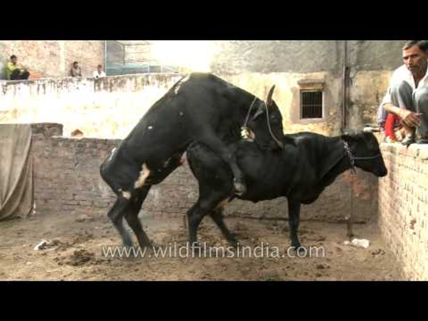 Cow And Bull Xnxx - Black Cows mating in India - video Dailymotion
