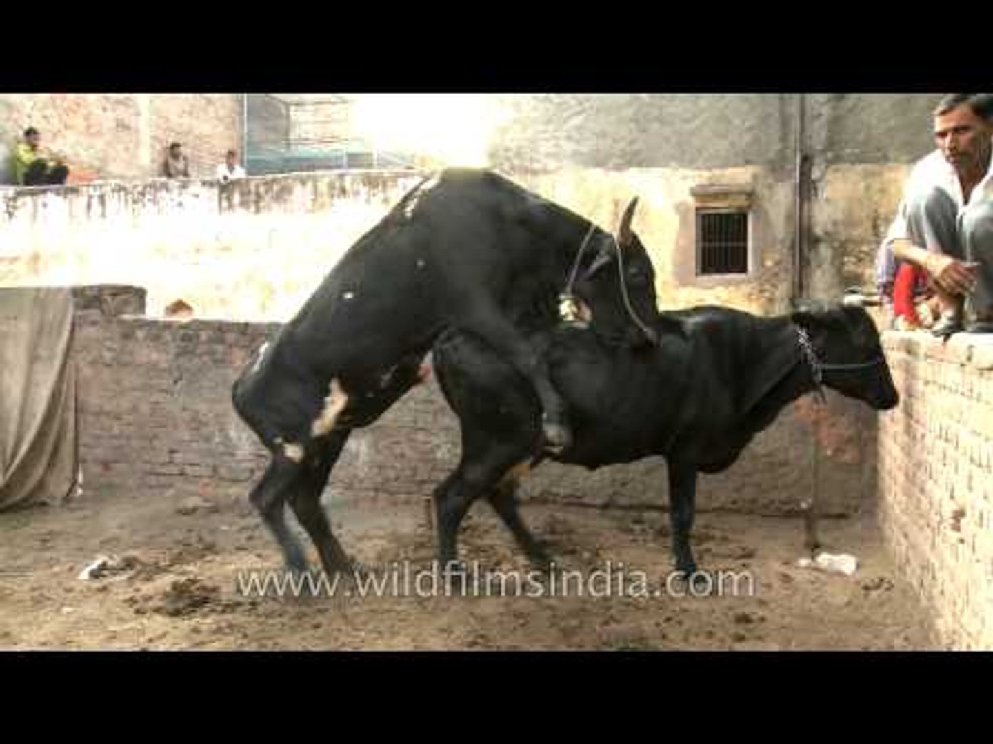 Black Cows mating in India