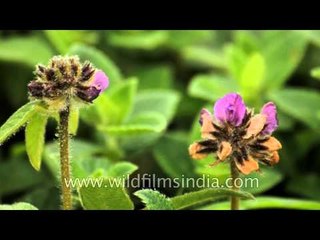 Flamingia gracitis in full bloom at Kaas Plateau of flowers
