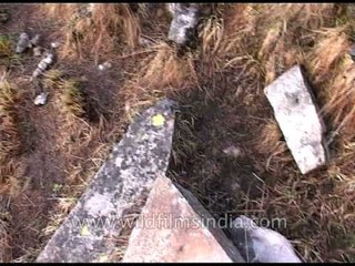 Snow leopard droppings in the Himalaya