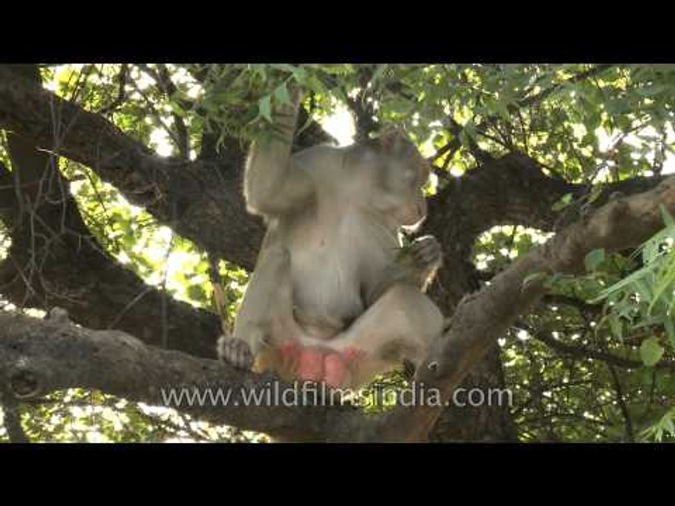 Macaque sitting on tree and nibbling leaves