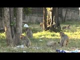 Monkeys eating our leftovers in Delhi