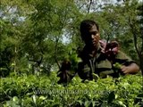 Tea garden worker pruning tea leaves in Bagdogra tea estate