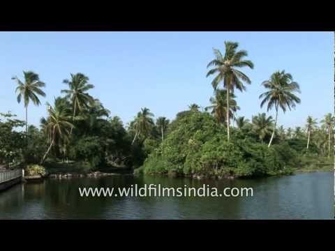 Coconut palms, toddy trees, areca nuts and imagery from Kerala