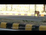 Monkey eating leftovers in Delhi