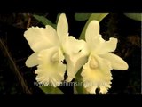 Sikkim's orchids, azaleas and finer exotic flowers