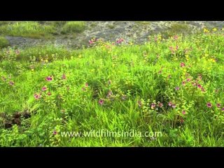 Pink Morning Glory flowers in Kaas tableland!
